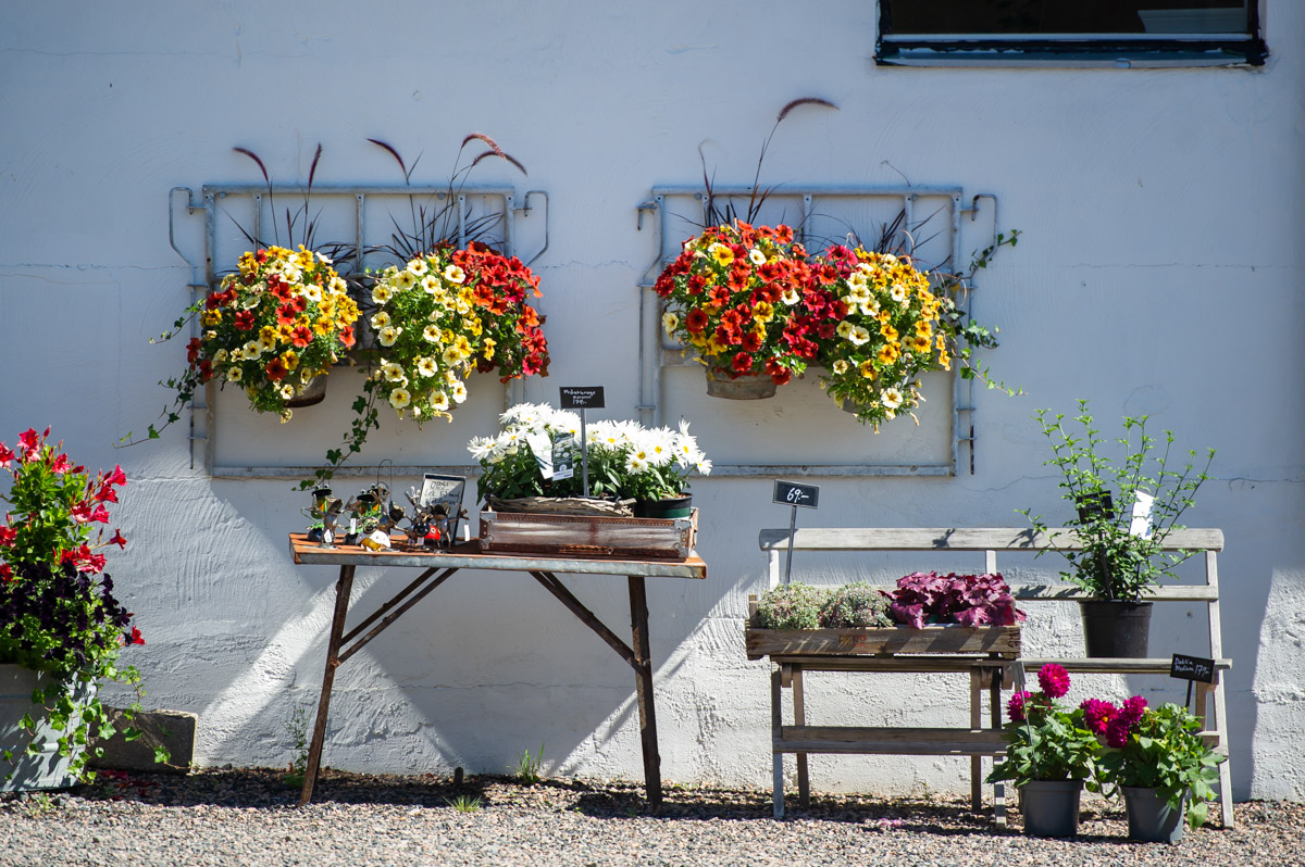 blommor på vit stenvägg