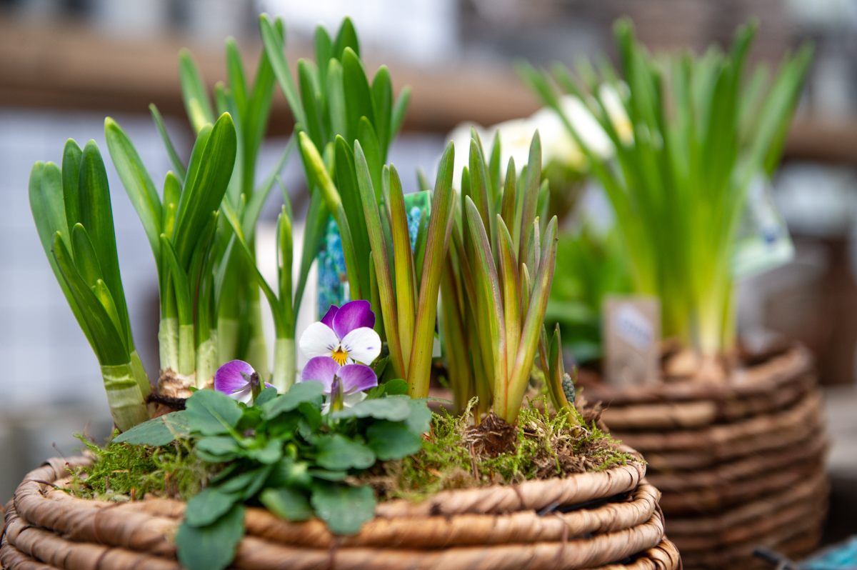 blomsterkorgar med vårlökar