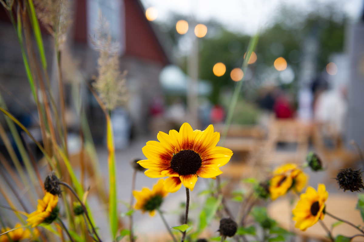 gul-röd blomma med suddig ladugård bakom